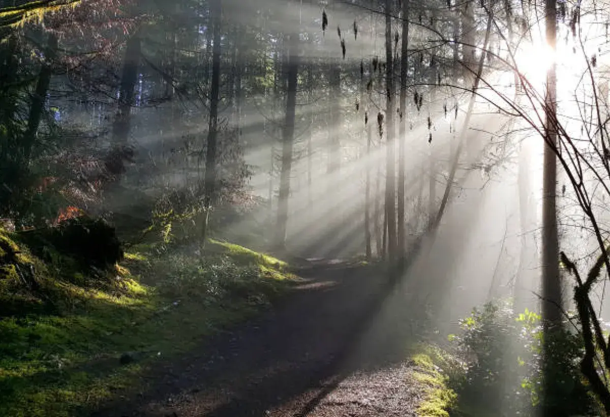 Sunlight piercing fog, symbolizing clarity and hope