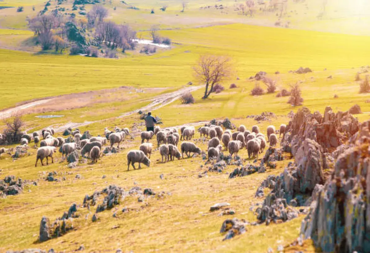 Shepherd guiding flock representing God’s partnership in carrying burdens