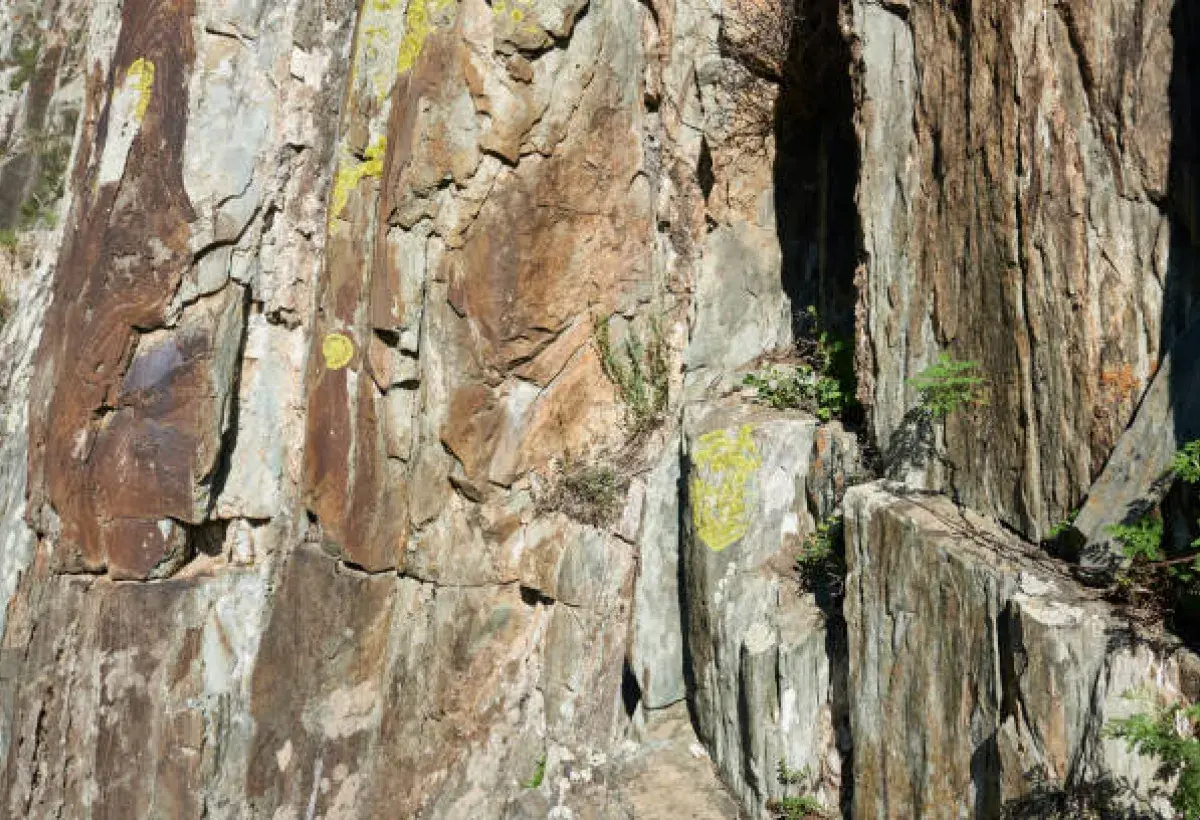 A strong tree growing through stone, symbolizing resilience and the power to thrive under pressure.