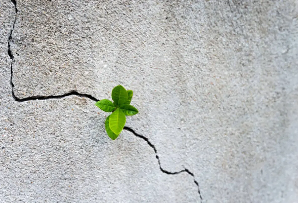 Seedling emerging from concrete representing growth and persistence