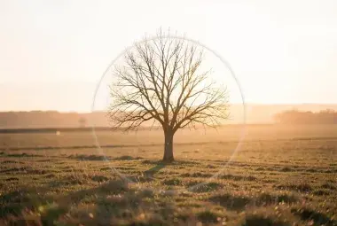 A solitary tree at dawn in a vast field, with a faint circular overlay, symbolizing finding purpose and significance within life's repetitive cycles